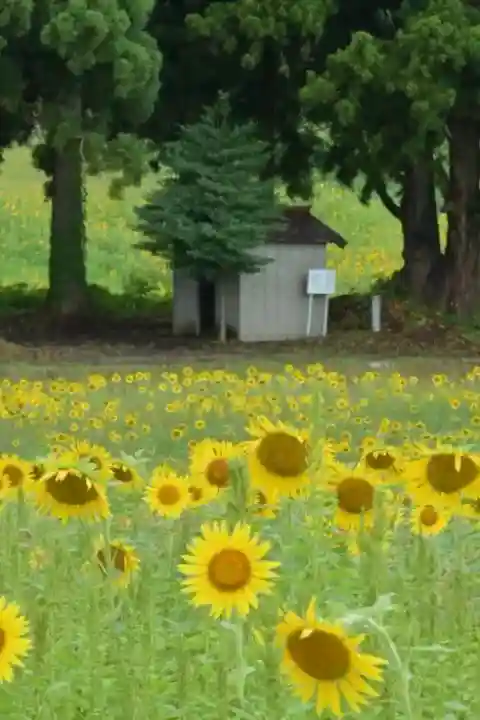 沢山神社(澤山神社)(新潟県)