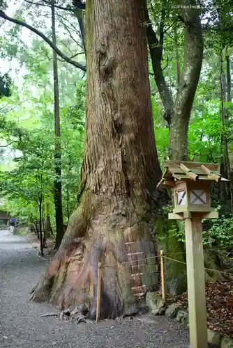 伊勢神宮内宮（皇大神宮）の自然