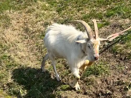 心鏡寺の{uncategorized: "未分類", other: "その他", undefined: "問題あり", building: "その他建物", grave: "お墓", sacred_gate: "鳥居", guardian: "狛犬", statue: "像", buddha: "仏像", history: "歴史", nature: "自然", garden: "庭園", animal: "動物", pagoda: "塔", temizu: "手水舎", mountain_gate: "山門・神門", sanctuary: "本殿・本堂", subordinate: "末社・摂社", art: "芸術", scenery: "景色", jizo: "地蔵", ema: "絵馬", goshuin: "御朱印", omikuji: "おみくじ", items: "授与品その他", amulet: "お守り", goshuincho: "御朱印帳", eats: "食事", festival: "お祭り", votive_dance: "神楽", shichigosan: "七五三参", wedding: "結婚式", experience: "体験その他", initially: "初詣", around: "周辺", anti_infection: "感染症対策"}