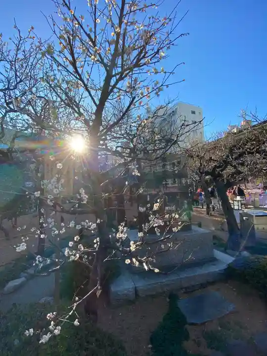 湯島天満宮の自然