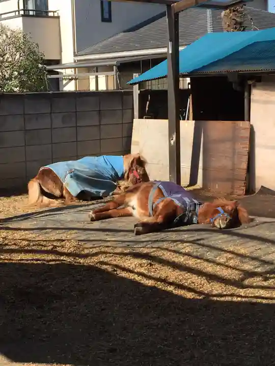 五方山熊野神社の動物