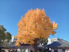 四天王寺(大阪府)