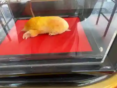 下野 星宮神社(栃木県)