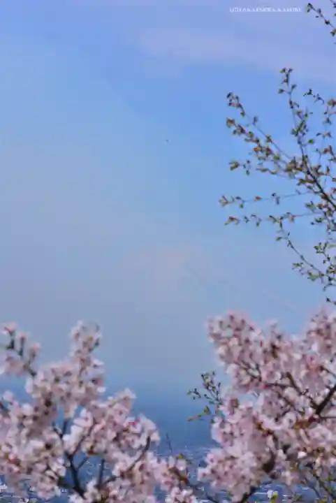 新倉富士浅間神社(山梨県)