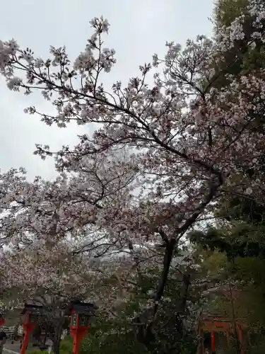 平野神社の{uncategorized: "未分類", other: "その他", undefined: "問題あり", building: "その他建物", grave: "お墓", sacred_gate: "鳥居", guardian: "狛犬", statue: "像", buddha: "仏像", history: "歴史", nature: "自然", garden: "庭園", animal: "動物", pagoda: "塔", temizu: "手水舎", mountain_gate: "山門・神門", sanctuary: "本殿・本堂", subordinate: "末社・摂社", art: "芸術", scenery: "景色", jizo: "地蔵", ema: "絵馬", goshuin: "御朱印", omikuji: "おみくじ", items: "授与品その他", amulet: "お守り", goshuincho: "御朱印帳", eats: "食事", festival: "お祭り", votive_dance: "神楽", shichigosan: "七五三参", wedding: "結婚式", experience: "体験その他", initially: "初詣", around: "周辺", anti_infection: "感染症対策"}