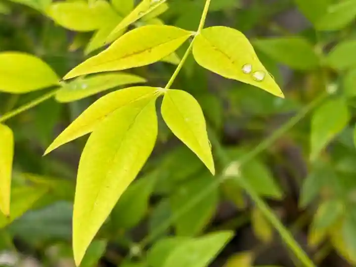 西方山極楽寺(岐阜県)