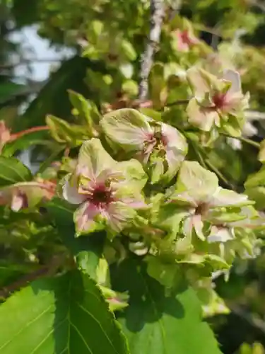 沙沙貴神社の自然