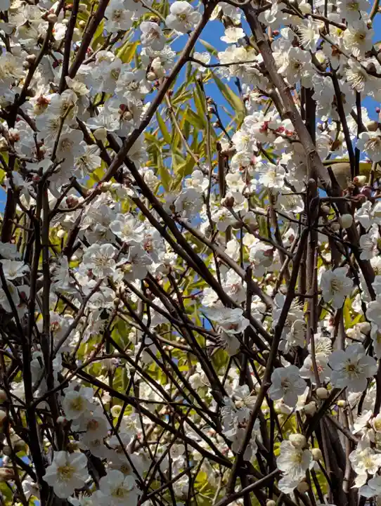 東神奈川熊野神社(神奈川県)