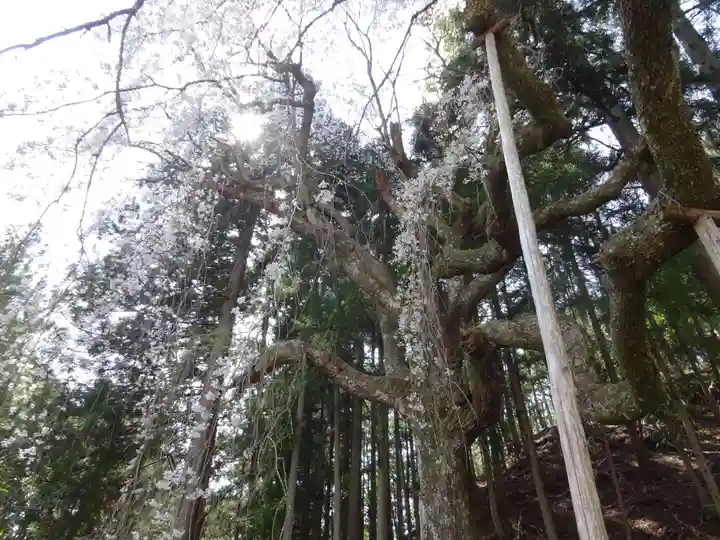 朝日之祖師堂の自然