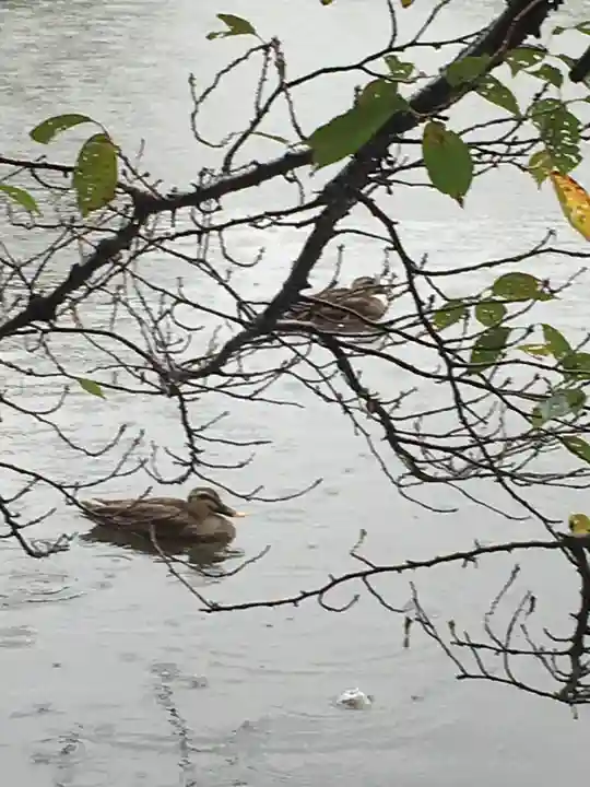 氷川女體神社の動物