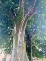 火防稲荷大明神の自然