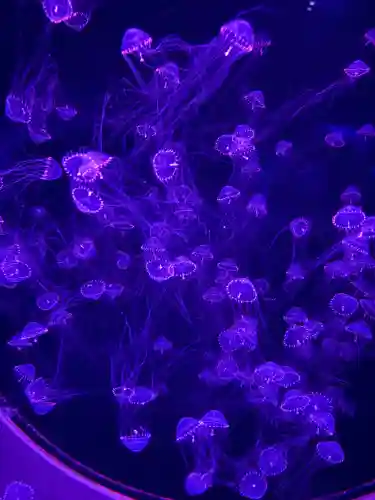 大洗磯前神社(茨城県)