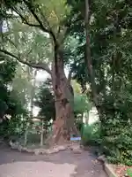 高座結御子神社(熱田神宮摂社)の自然
