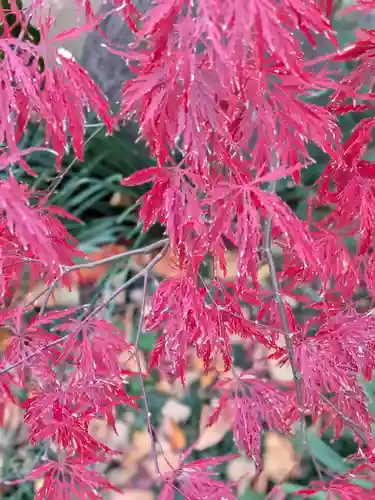 常圓寺(東京都)