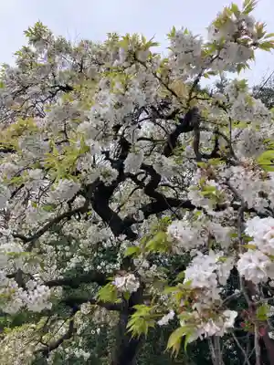 武蔵一宮氷川神社(埼玉県)