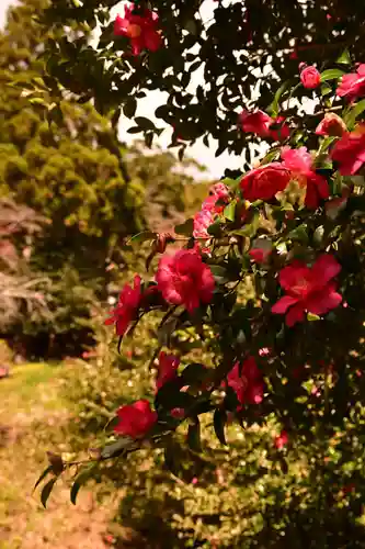 黒松寺(徳島県)