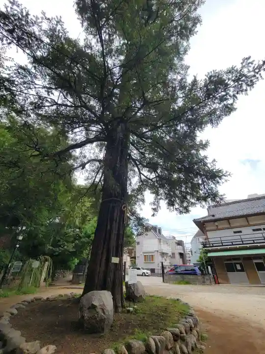 駒込富士神社の自然