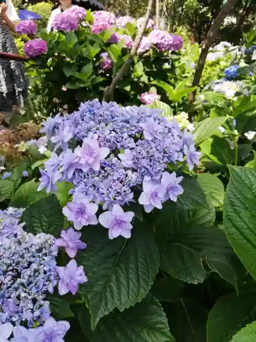 白山神社の自然