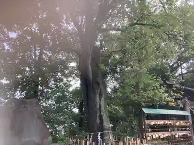 落合白山神社(東京都)