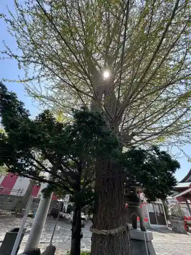 函館厳島神社の自然