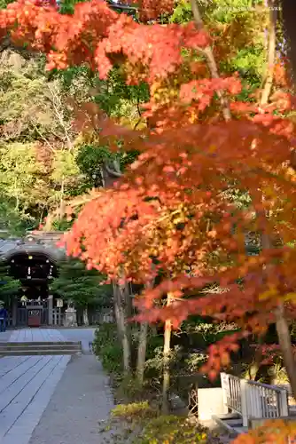 鶴岡八幡宮の自然