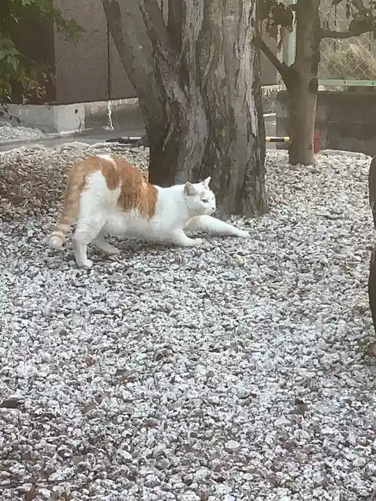 伊奴神社の動物