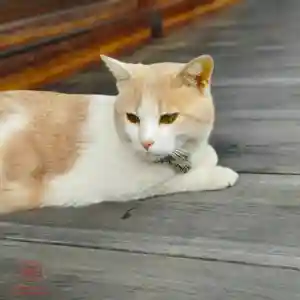 立志神社(滋賀県)(2024年04月19日(金) 18時51分44秒投稿)