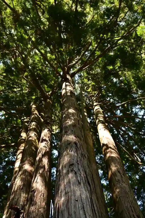 三島神社(藤縄森三島神社)(愛媛県)