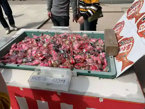 青島神社（青島神宮）のおみくじ