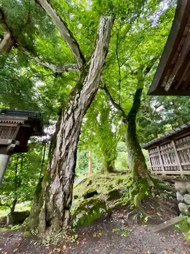 諏訪大社上社前宮の自然