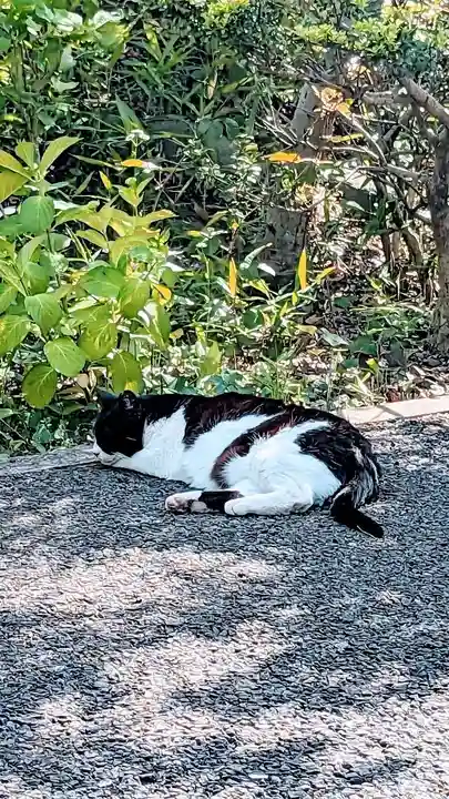 白金氷川神社の動物