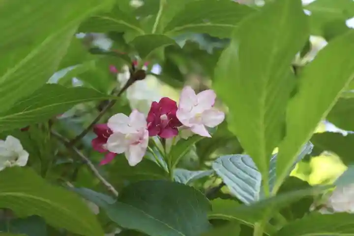 園養寺(滋賀県)