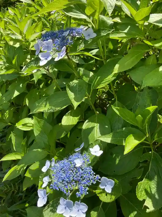 天台宗 長窪山 正覚寺の自然