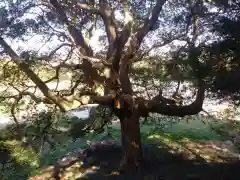 愛宕神社の自然