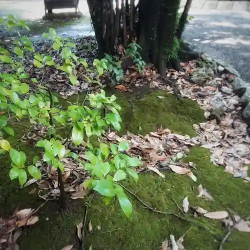尾張大國霊神社（国府宮）の自然