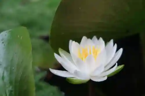 金剛福寺の自然