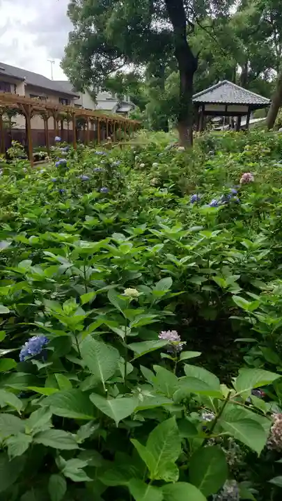 藤森神社(京都府)