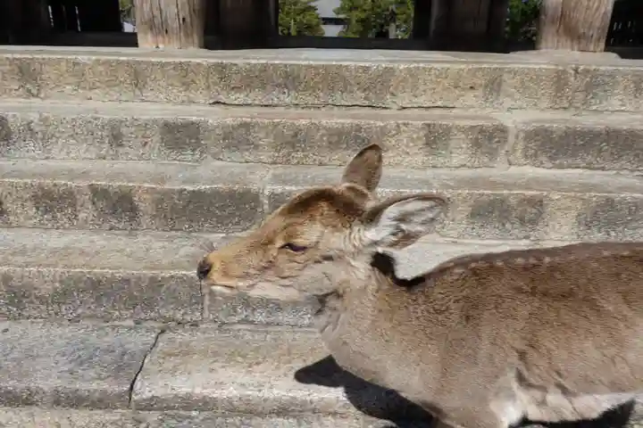 東大寺 法華堂(三月堂)の動物