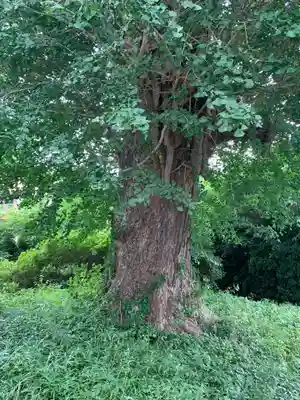 高丘稲荷神社の自然