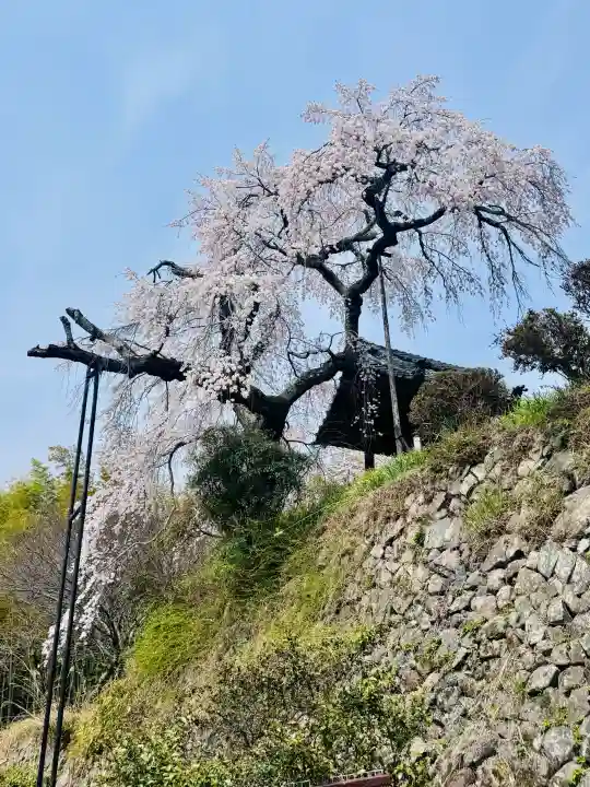 地蔵院の{uncategorized: "未分類", other: "その他", undefined: "問題あり", building: "その他建物", grave: "お墓", sacred_gate: "鳥居", guardian: "狛犬", statue: "像", buddha: "仏像", history: "歴史", nature: "自然", garden: "庭園", animal: "動物", pagoda: "塔", temizu: "手水舎", mountain_gate: "山門・神門", sanctuary: "本殿・本堂", subordinate: "末社・摂社", art: "芸術", scenery: "景色", jizo: "地蔵", ema: "絵馬", goshuin: "御朱印", omikuji: "おみくじ", items: "授与品その他", amulet: "お守り", goshuincho: "御朱印帳", eats: "食事", festival: "お祭り", votive_dance: "神楽", shichigosan: "七五三参", wedding: "結婚式", experience: "体験その他", initially: "初詣", around: "周辺", anti_infection: "感染症対策"}