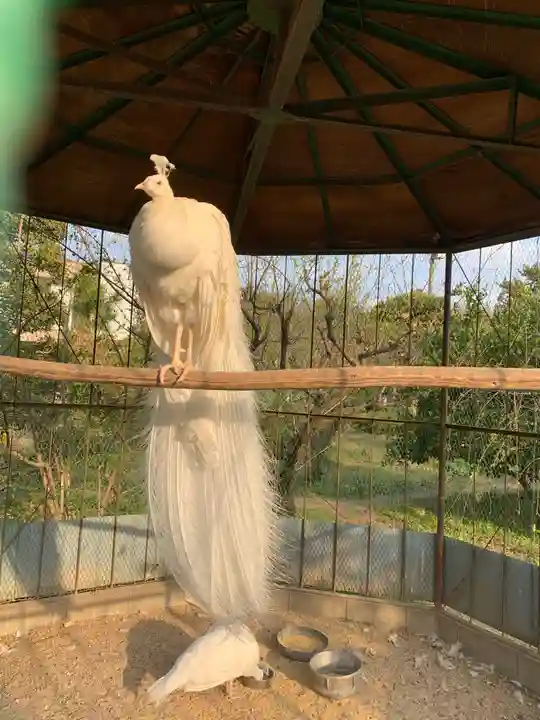 進雄神社の動物