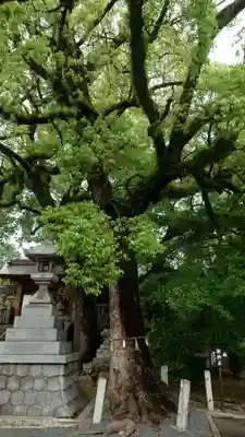 加納天満宮(岐阜県)