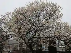 岡崎天満宮の自然