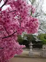 賀羅加波神社の自然