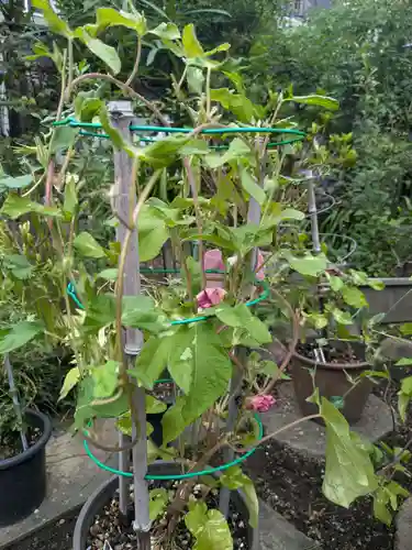 谷中 妙福寺(東京都)