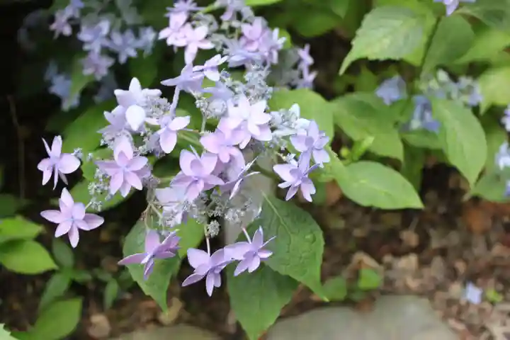高幡不動尊 金剛寺(東京都)