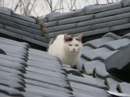 御誕生寺（猫寺）(福井県)