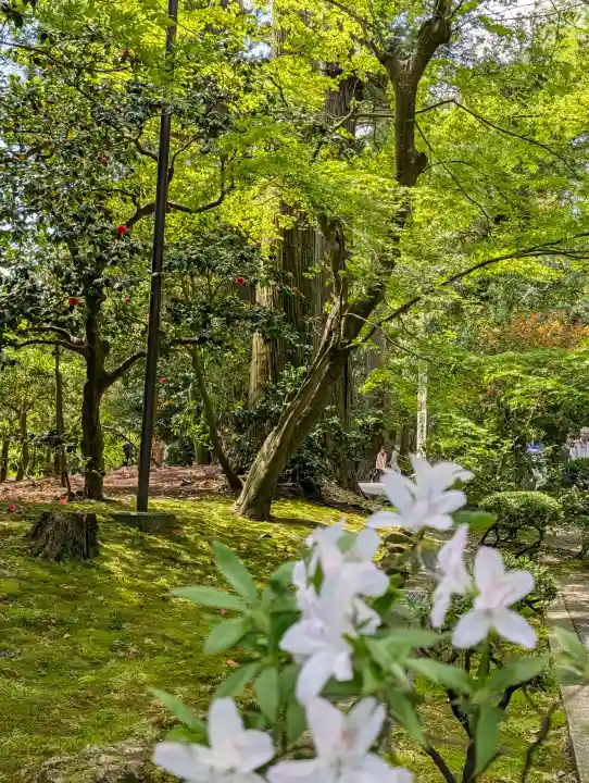 彌彦神社の{uncategorized: "未分類", other: "その他", undefined: "問題あり", building: "その他建物", grave: "お墓", sacred_gate: "鳥居", guardian: "狛犬", statue: "像", buddha: "仏像", history: "歴史", nature: "自然", garden: "庭園", animal: "動物", pagoda: "塔", temizu: "手水舎", mountain_gate: "山門・神門", sanctuary: "本殿・本堂", subordinate: "末社・摂社", art: "芸術", scenery: "景色", jizo: "地蔵", ema: "絵馬", goshuin: "御朱印", omikuji: "おみくじ", items: "授与品その他", amulet: "お守り", goshuincho: "御朱印帳", eats: "食事", festival: "お祭り", votive_dance: "神楽", shichigosan: "七五三参", wedding: "結婚式", experience: "体験その他", initially: "初詣", around: "周辺", anti_infection: "感染症対策"}
