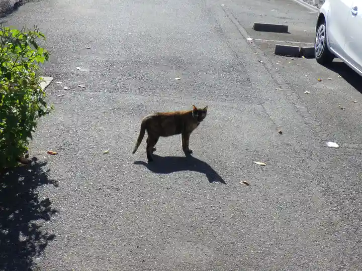 折上稲荷神社の動物
