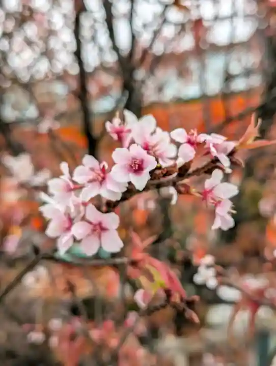 平安神宮の{uncategorized: "未分類", other: "その他", undefined: "問題あり", building: "その他建物", grave: "お墓", sacred_gate: "鳥居", guardian: "狛犬", statue: "像", buddha: "仏像", history: "歴史", nature: "自然", garden: "庭園", animal: "動物", pagoda: "塔", temizu: "手水舎", mountain_gate: "山門・神門", sanctuary: "本殿・本堂", subordinate: "末社・摂社", art: "芸術", scenery: "景色", jizo: "地蔵", ema: "絵馬", goshuin: "御朱印", omikuji: "おみくじ", items: "授与品その他", amulet: "お守り", goshuincho: "御朱印帳", eats: "食事", festival: "お祭り", votive_dance: "神楽", shichigosan: "七五三参", wedding: "結婚式", experience: "体験その他", initially: "初詣", around: "周辺", anti_infection: "感染症対策"}